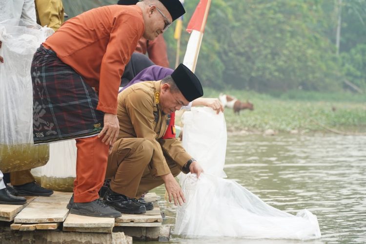 Gubernur Al Haris Tebar 25.000 Benih Ikan Nilem di Lubuk Larangan Danau Sibuk Bungo