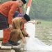 Gubernur Al Haris Tebar 25.000 Benih Ikan Nilem di Lubuk Larangan Danau Sibuk Bungo